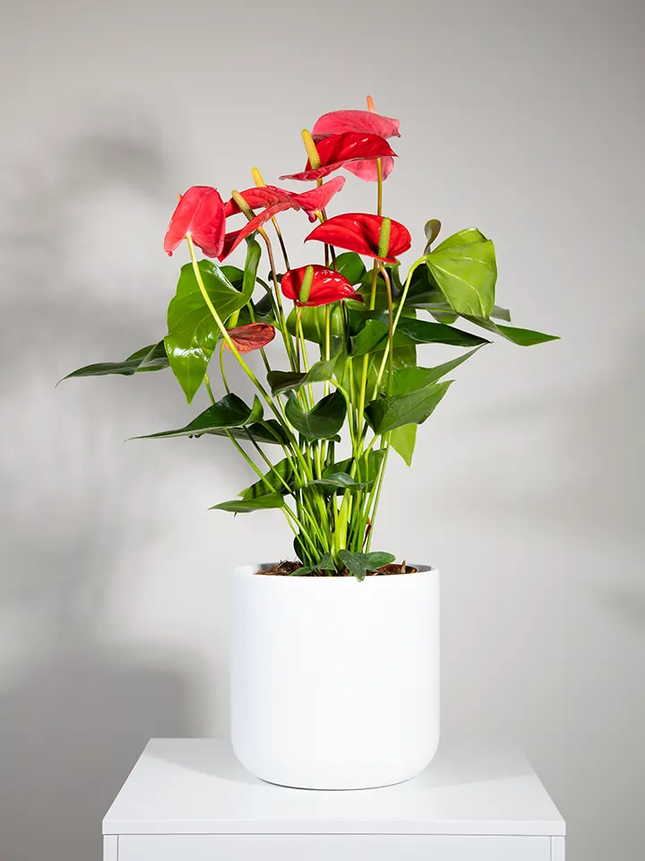 Pianta di Anthurium rosso in vaso bianco